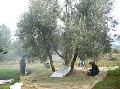 La raccolta delle olive a Seggiano